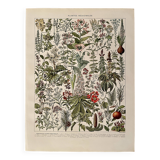 Lithograph on medicinal plants (mistletoe) - 1930