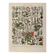 Lithographie sur les plantes médicinales (gui) - 1930
