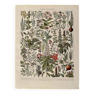 Lithographie sur les plantes médicinales (gui) - 1930