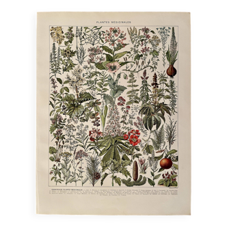 Lithograph on medicinal plants (mistletoe) - 1930