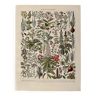 Lithographie sur les plantes médicinales (gui) - 1930