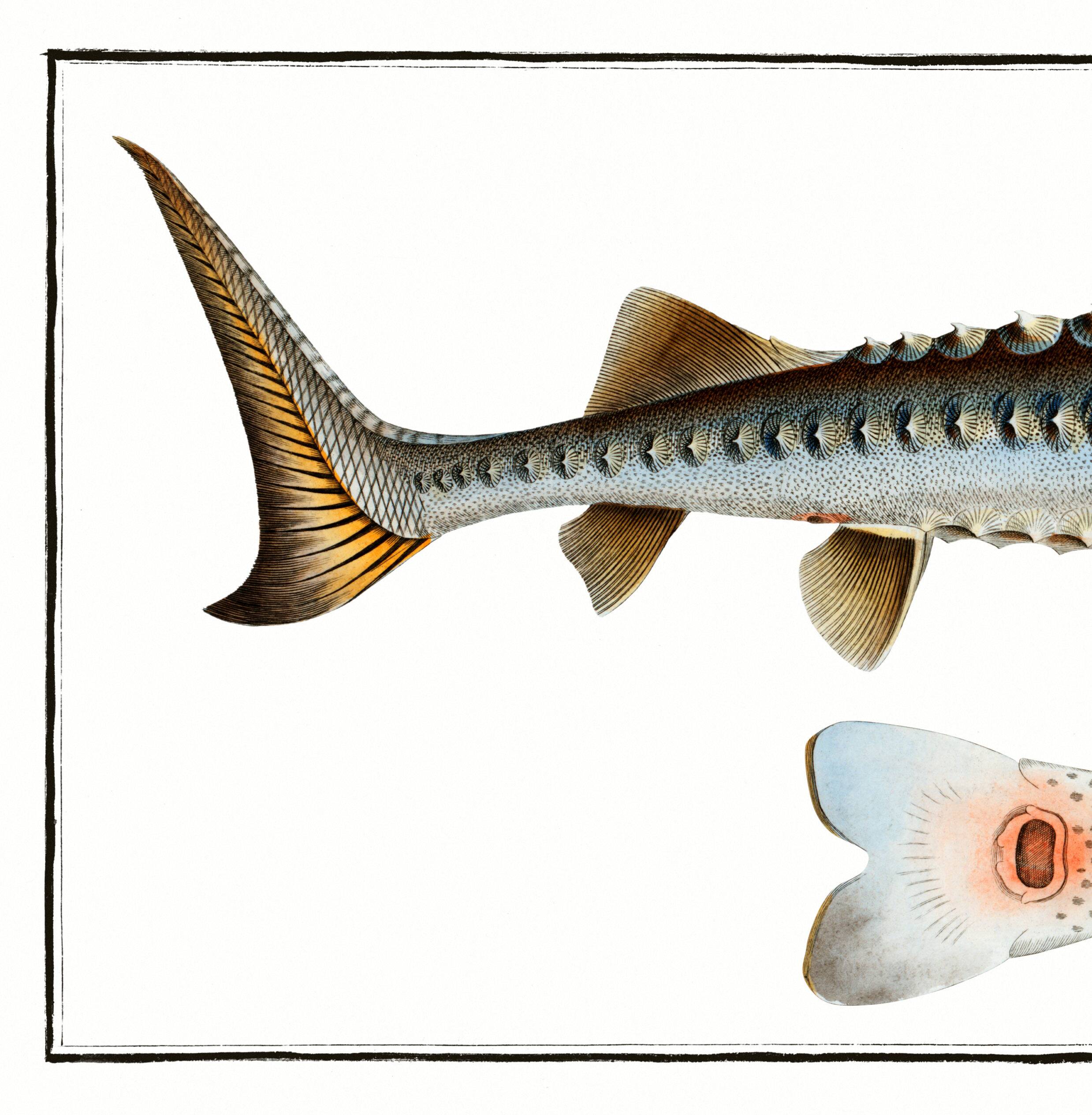 Poster about the sturgeon, based on an old engraving from 1746.