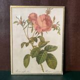 Hundred-leaf rose bush frame after pj redouté, print on fabric, 1960