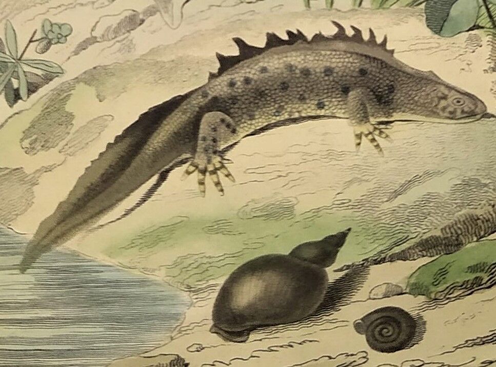 Original zoological plate of 1839 " the terrestrial salamander,....