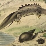 Original zoological plate of 1839 " the terrestrial salamander,....
