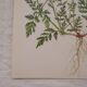 Lot de 2 planches botaniques cicutaire et verveine
