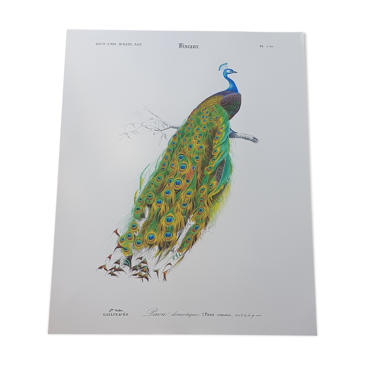 Vintage illustration