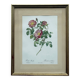botanical lithograph