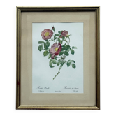 botanical lithograph