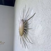 Applique « soleil » années 50