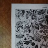 Original lithograph on flowers (2)