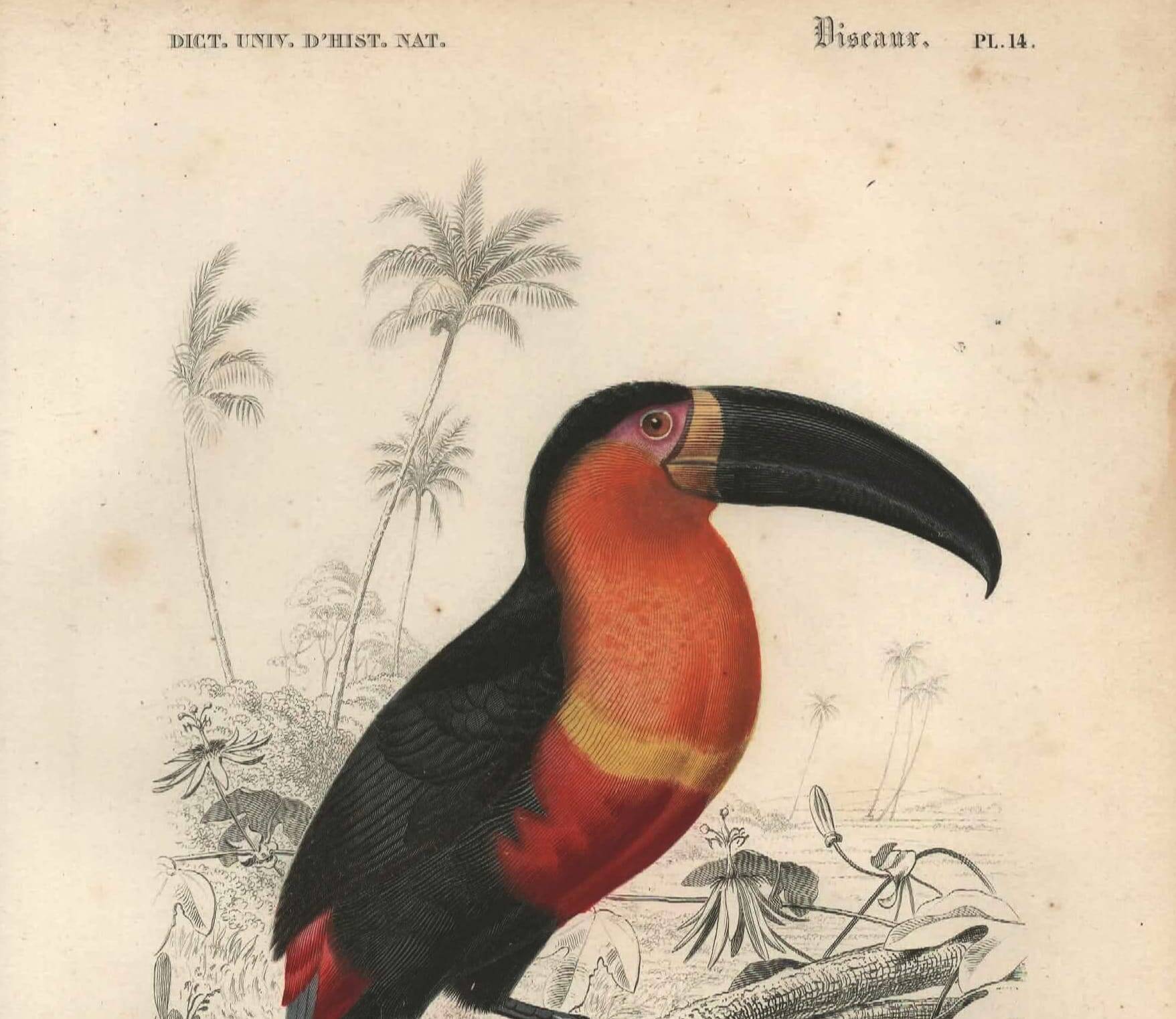 Gravure ancienne 1849 - Toucan par E.Travies. Lithographie iconique vintage