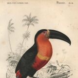 Gravure ancienne 1849 - Toucan par E.Travies. Lithographie iconique vintage