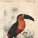 Antique engraving 1849 - Toucan by E. Travies. Vintage iconic lithograph