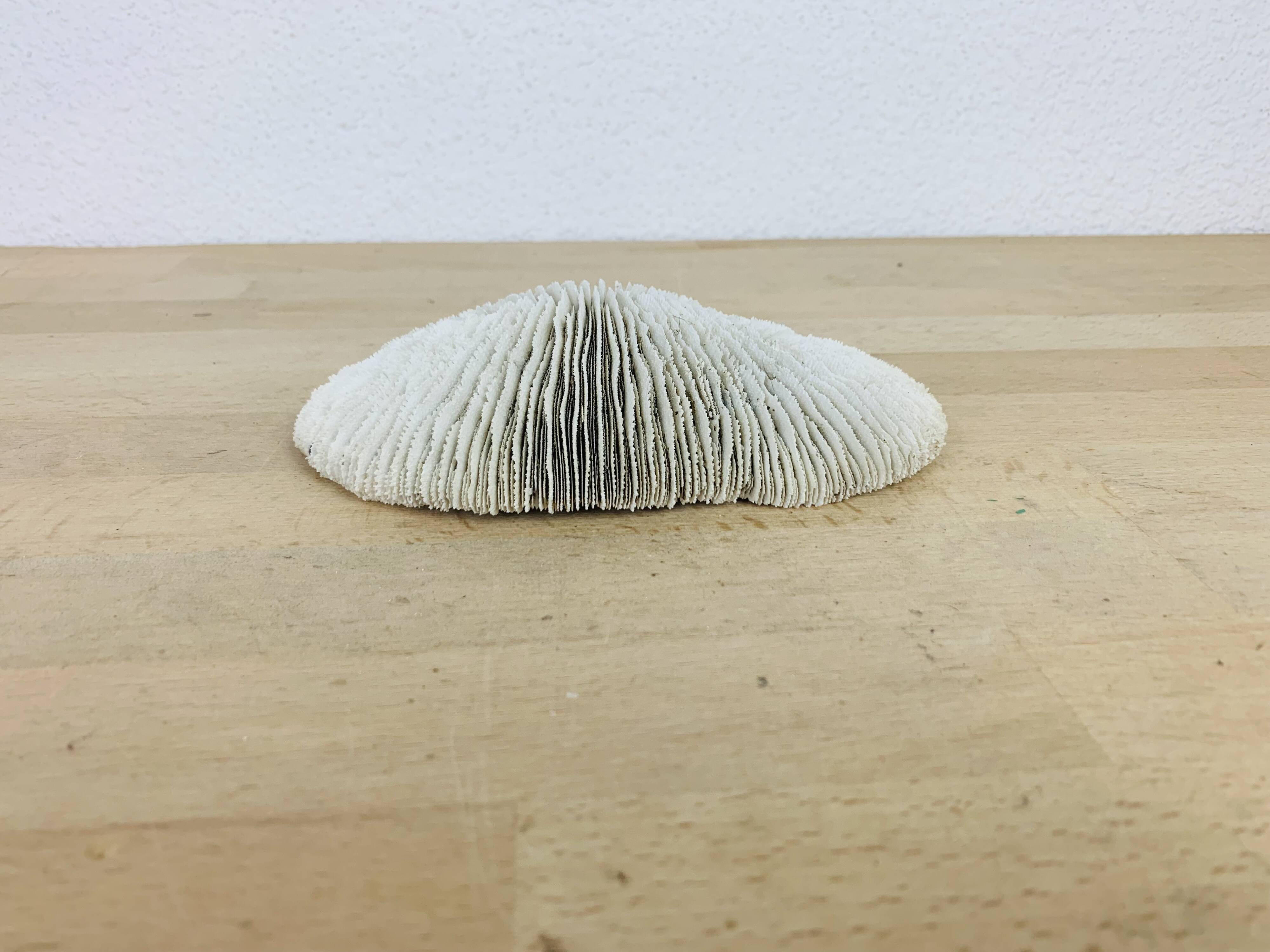 Natural White Fungia Coral