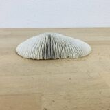 Natural White Fungia Coral