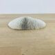 Natural White Fungia Coral