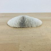 Corail Fungia blanc naturel
