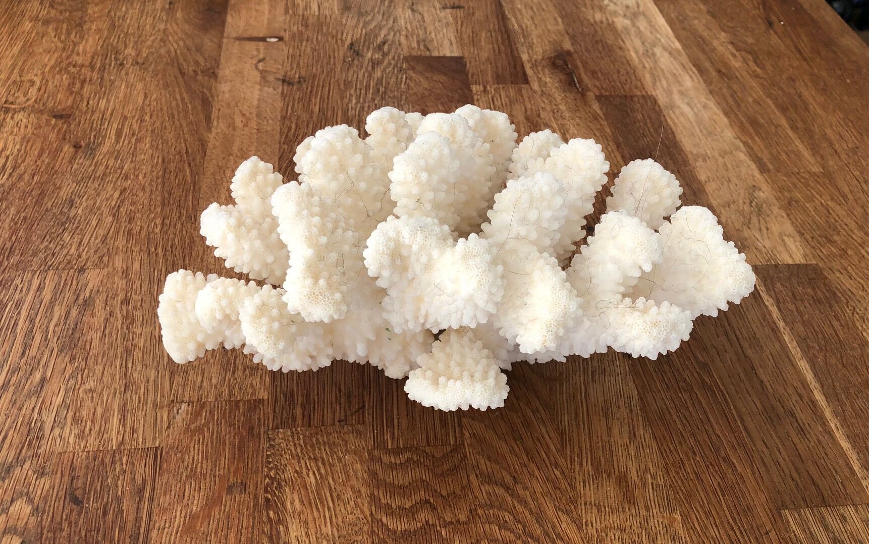 Cluster white coral