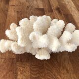 Cluster white coral