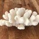 Corail blanc grappe