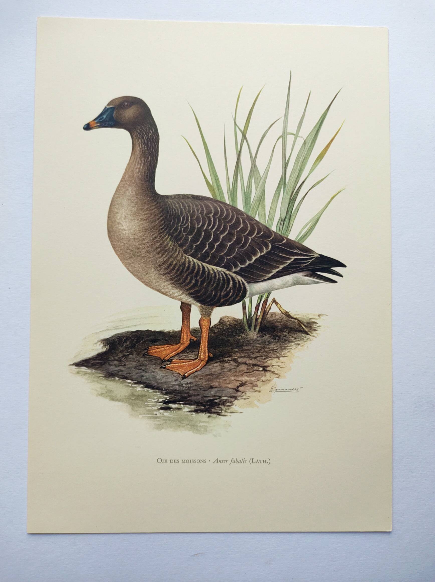 Old bird illustration 1960s - Bean Goose - Ornithological animal image