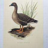 Old bird illustration 1960s - Bean Goose - Ornithological animal image