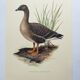 Old bird illustration 1960s - Bean Goose - Ornithological animal image