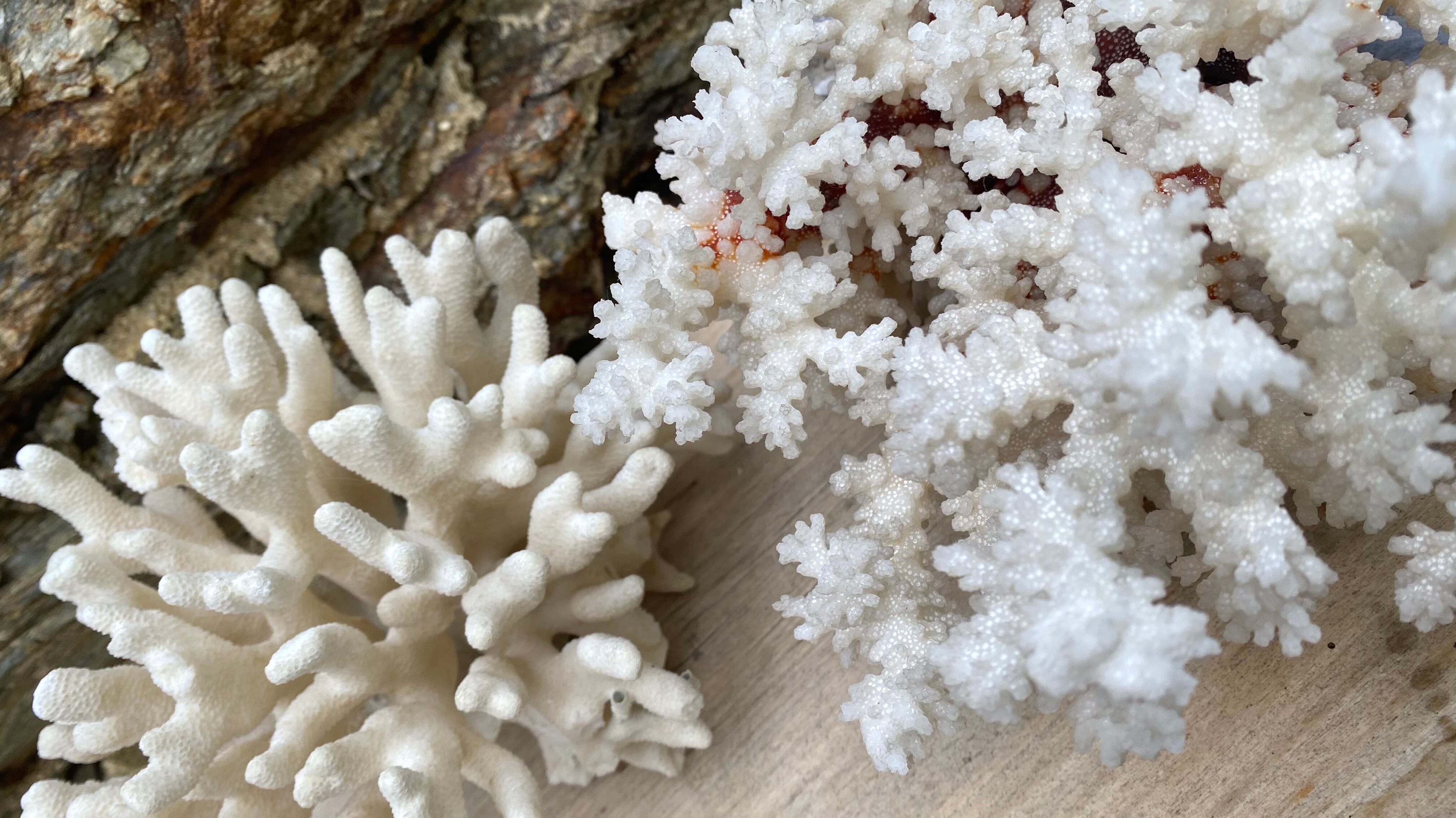 Grand corail blanc