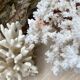 Grand corail blanc