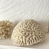 Maze coral or brain coral