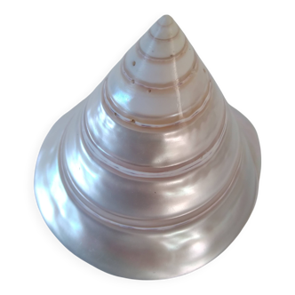 Coquillage en nacre Trochus niloticus