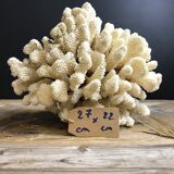 Coral cluster