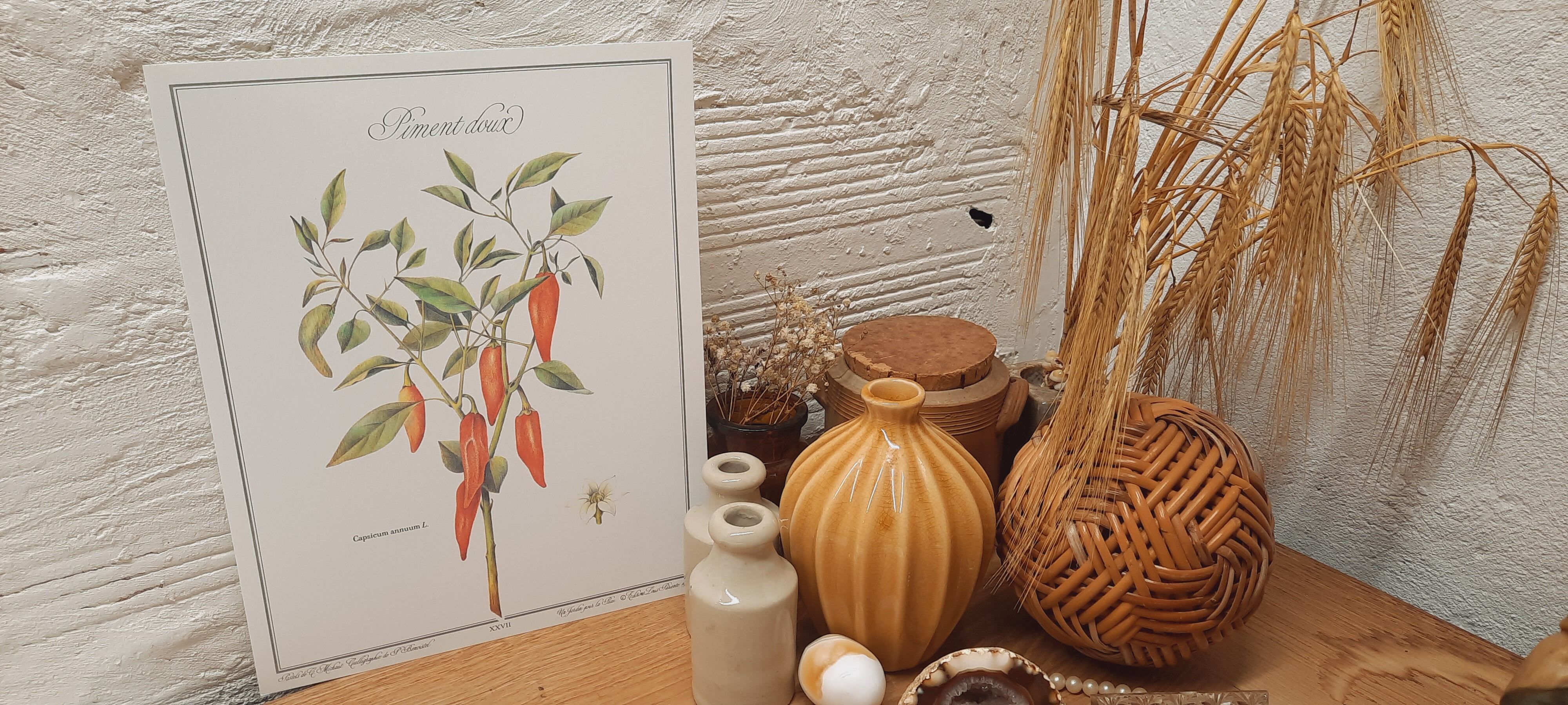 Botanical board Sweet pepper