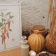 Planche botanique Piment doux