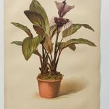 Antique botanical engraving from 1897 - Tacca Cristata - Plant plate