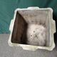 Vintage fibreglass planter – modernist design – Willy Guhl style