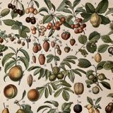 Lithograph on fruits (almond) - 1900