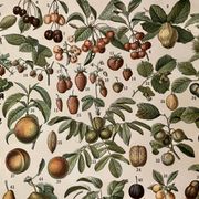 Lithograph on fruits (almond) - 1900