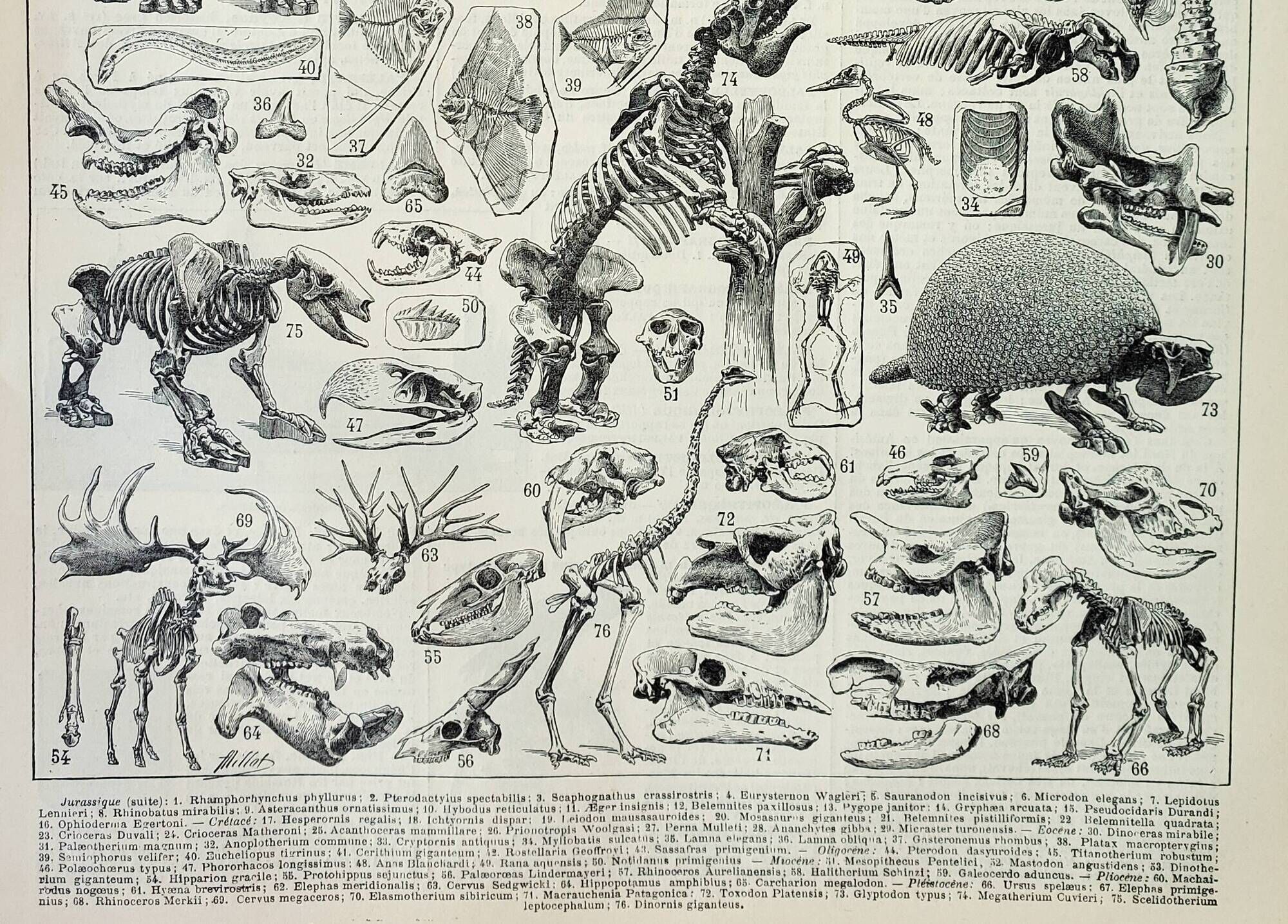 Old engraving 1898, Paleontology 2, prehistory • Lithograph, Original plate