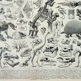 Old engraving 1898, Paleontology 2, prehistory • Lithograph, Original plate