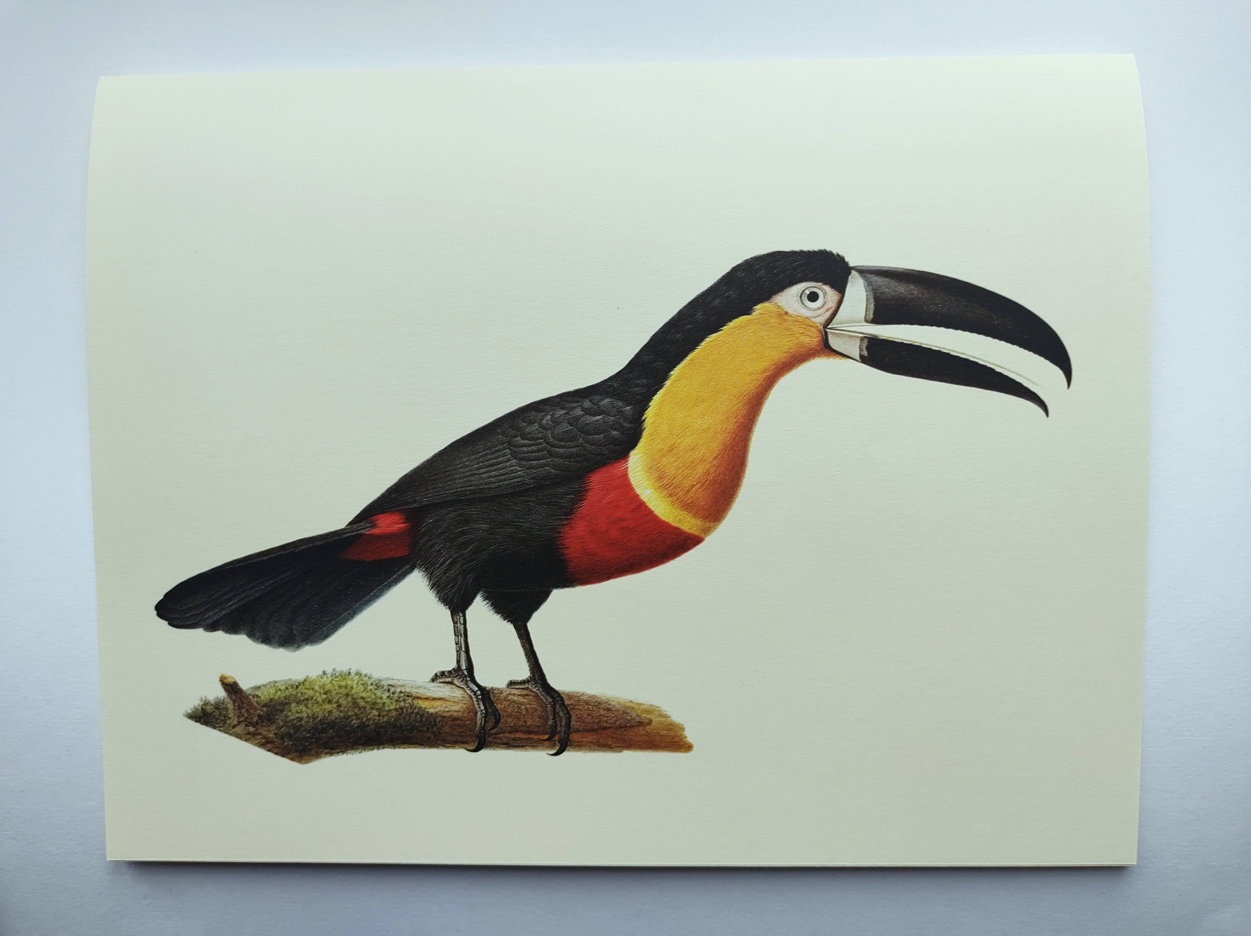 Antique plate -Toucan of Para- Vintage illustration from 1970 birds Huet