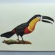 Antique plate -Toucan of Para- Vintage illustration from 1970 birds Huet