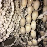 Hanging lampshade in cauri shells
