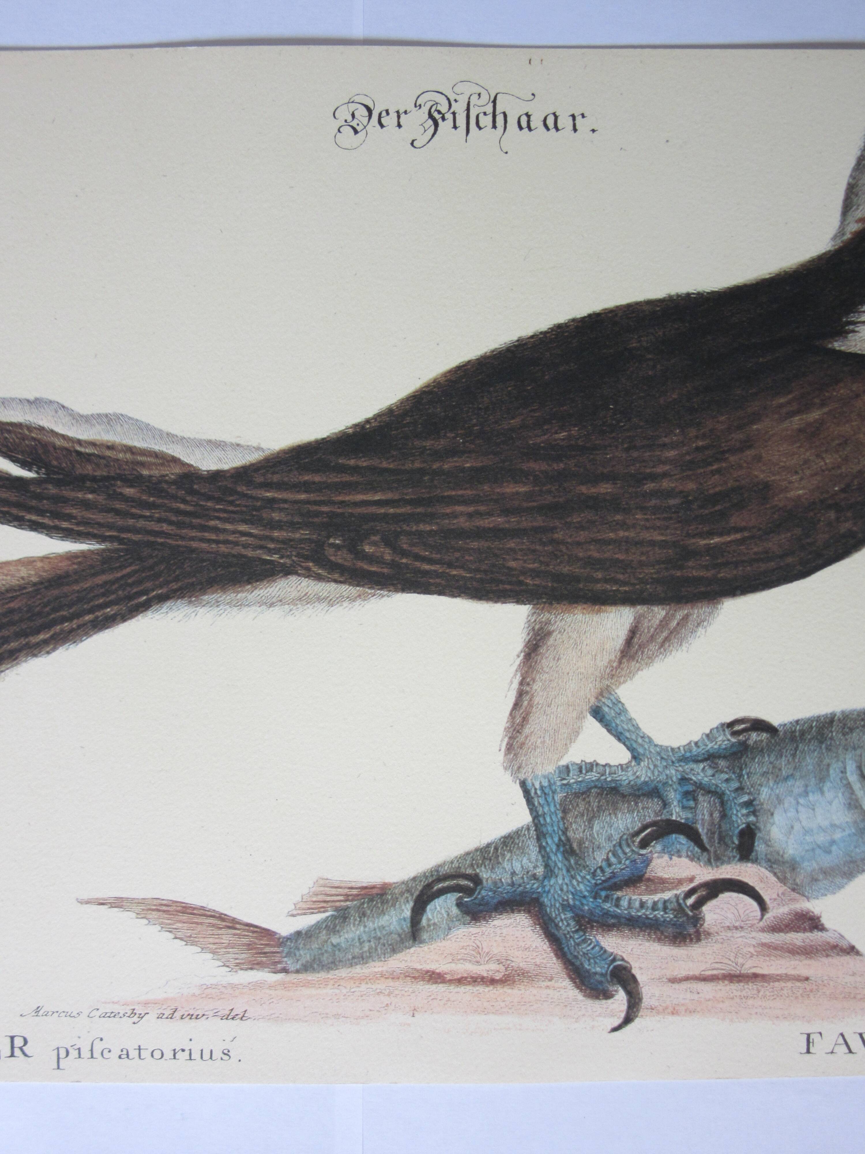 Engraving bird, falcon, repro Catesby/Seligmann