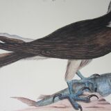 Engraving bird, falcon, repro Catesby/Seligmann