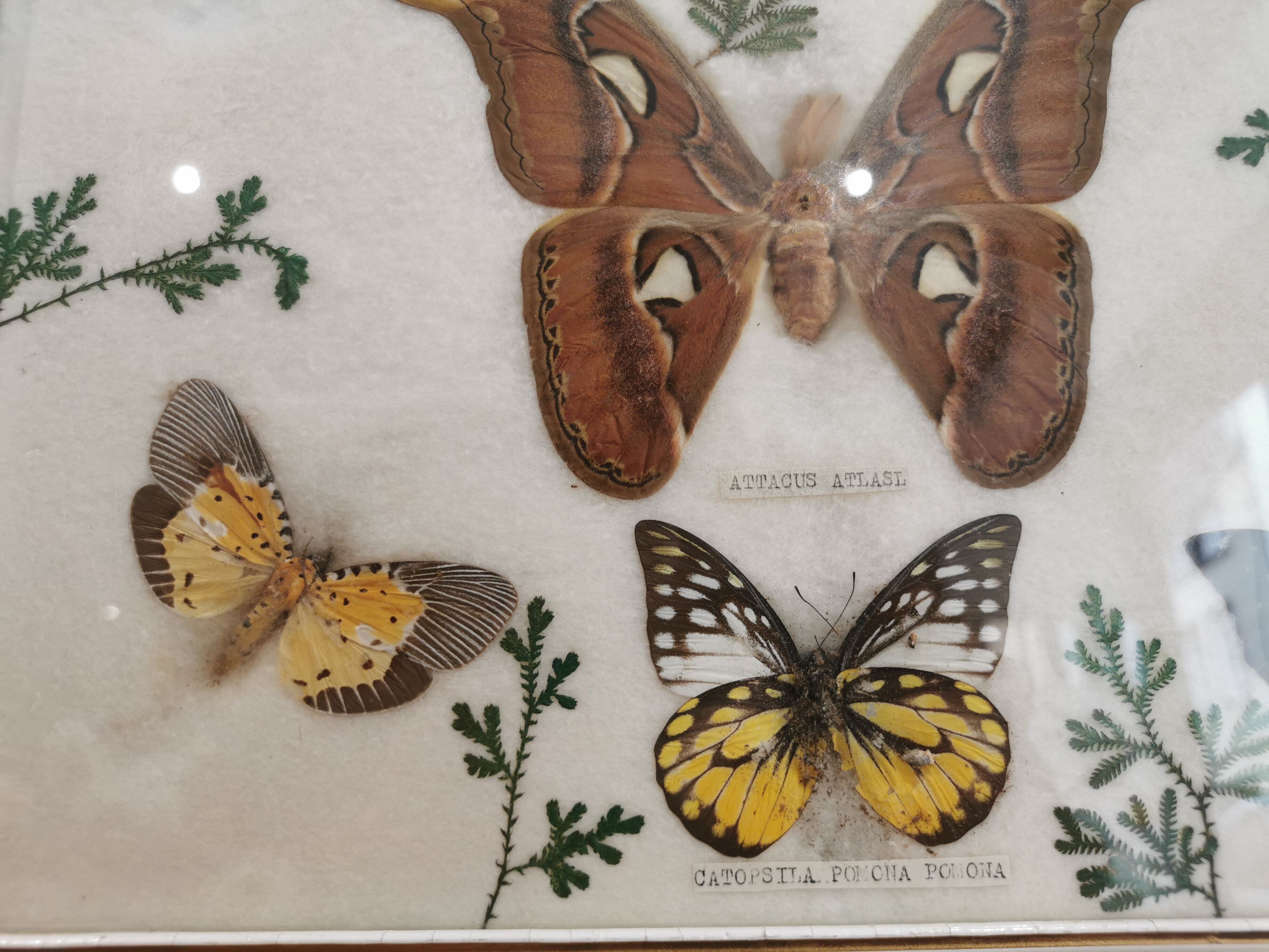Vintage butterfly taxidermy frame