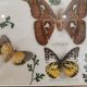 Vintage butterfly taxidermy frame