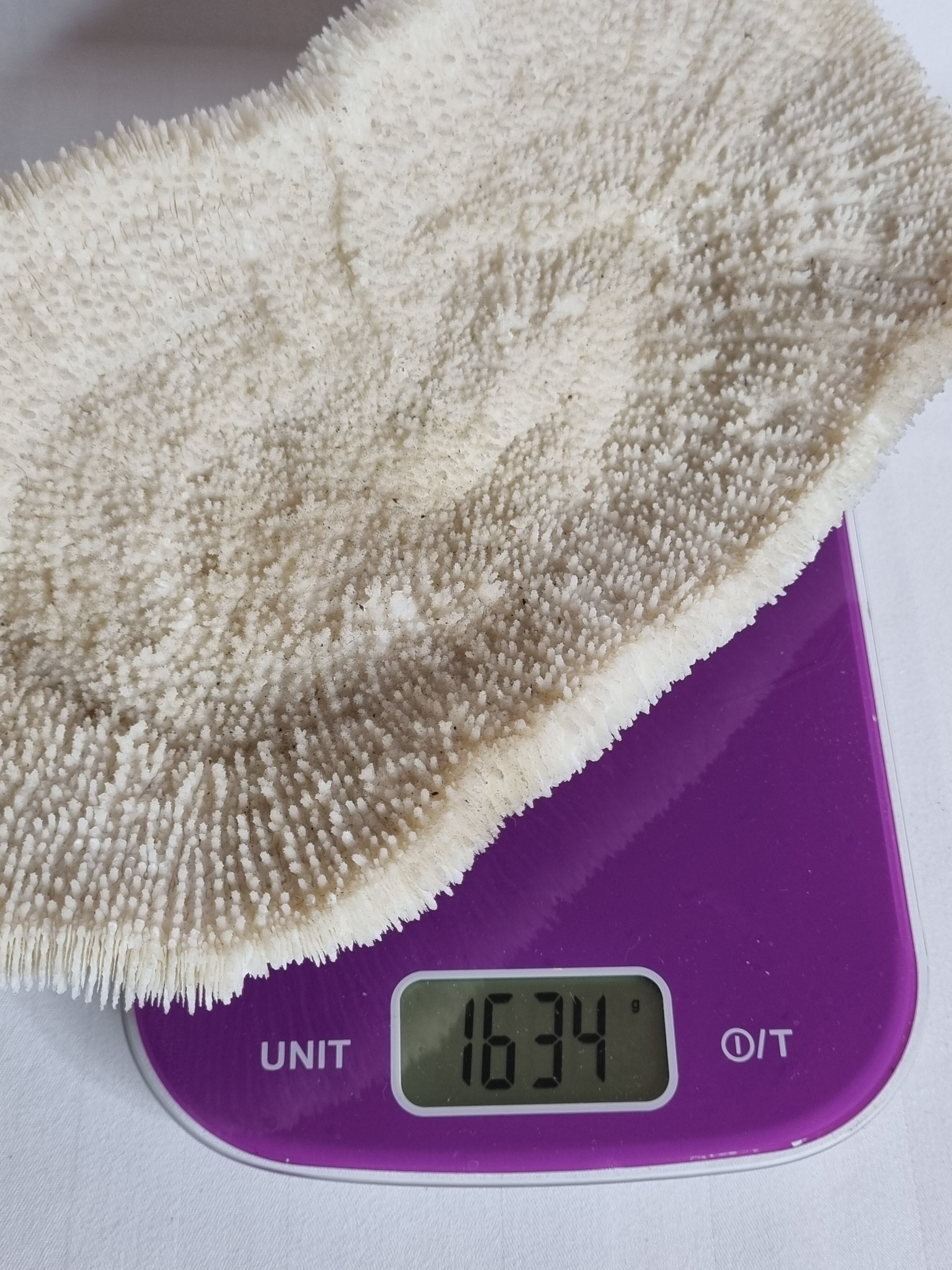 Old white coral on brass base "Pacific Shell", 28 cm