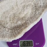 Old white coral on brass base "Pacific Shell", 28 cm